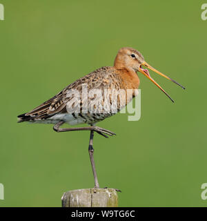 Nero-tailed Godwit / Uferschnepfe ( Limosa limosa), Adulto, tipico wader bird, arroccato su di un palo da recinzione con becco aperto, la chiamata, la fauna selvatica, l'Europa. Foto Stock