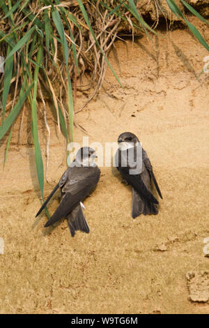 Sabbia Martin / Banca rondini / Uferschwalben ( Riparia Riparia), coppia di, insieme arroccato sul pendio di una buca di sabbia, guardare la fauna selvatica, l'Europa. Foto Stock