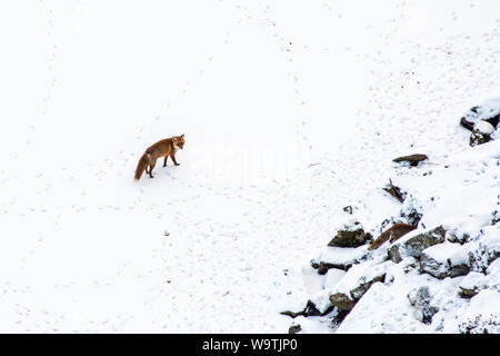 Una volpe caccia sul lago ghiacciato di Crag Lough al di sotto del Vallo di Adriano in Northumberland. Foto Stock