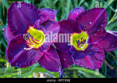 Vista macro di due splendide daylilies viola Foto Stock