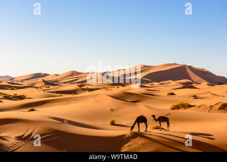 Due cammelli che pascolano nel deserto del Sahara, Marocco Foto Stock