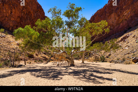 Fiume Gomma rossa albero a Simpson Gap, Australia centrale, Australia Foto Stock