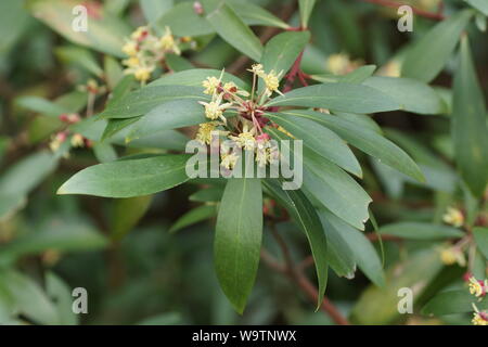 Drimys lanceolata (Monte Pepe) in giardini Clyne, Swansea, Wales, Regno Unito. Foto Stock