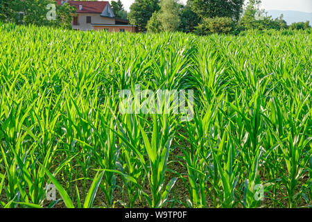 Fase iniziale di mais o granoturco raccolto. Foto Stock