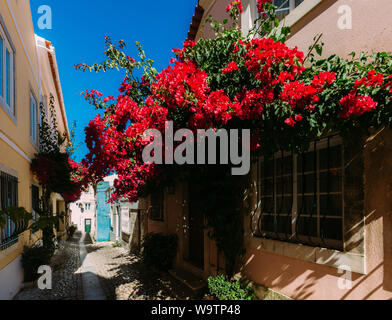 Piccolo vicolo a Cascais, Portogallo con fiori di bouganville sulle facciate di case storiche Foto Stock