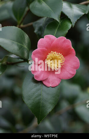 Pink Camellia fiorito a Clyne giardini, Swansea, Wales, Regno Unito. Foto Stock