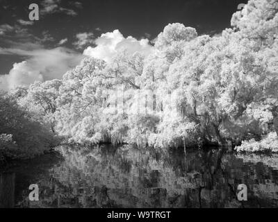 Myakka River in Vencie Florida preso come un infrarosso immagine rosso e convertito in bianco e nero Foto Stock