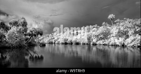 Myakka River in Vencie Florida preso come un infrarosso immagine rosso e convertito in bianco e nero Foto Stock