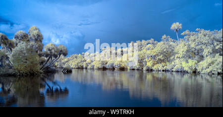 Fiume Myakks a Venezia Florida prese con un rosso a infrarossi immagine a falsi colori Foto Stock