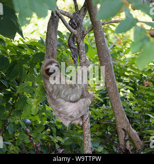 Il bradipo, marrone-throated tre dita bradipo, Bradypus variegatus, Manuel Antonio National Park, CR Foto Stock