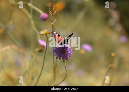 TARA il parco nazionale di Serbia - Argento lavato Fritillary (Argynnis paphia) maschio rovistando su un fiore selvatico Foto Stock