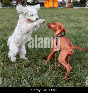 Nanja, Bichon Bolognese doggy, e il giovane ungherese Vizsla giocano nel parco Foto Stock