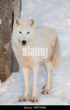 Wild alaskan tundra Wolf è guardando la telecamera. Canis lupus arctos. Lupo polare o lupo bianco. Gli animali della fauna selvatica. Foto Stock