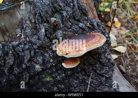 Due fungo parassita sono in crescita su un vecchio ceppo. Close up. Stagioni dell'anno. Vivere la natura. Foto Stock