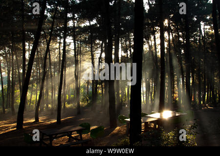 Foresta di nebbia e sunray Foto Stock