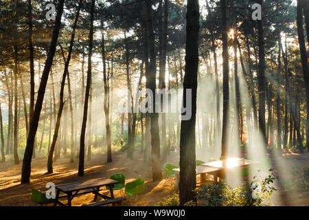 Foresta di nebbia e sunray Foto Stock