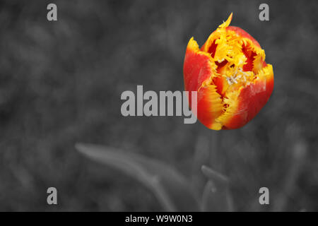 Il colore selettivo - bicolor tulip Foto Stock