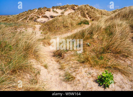 Dune marittime, Ainsdale, Lancashire. UK.Sistema di grandi dimensioni, esteso marram la crescita di erba, Ammophila arenaria, una sabbia comune stabilizzatore. Foto Stock