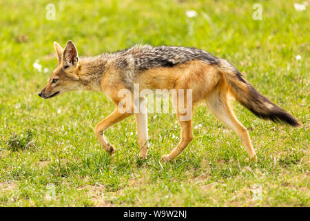 Colore ritratto della fauna selvatica di singola nero-backed Jackal (Canis mesomelas) di pattuglia, preso in Kenya. Foto Stock