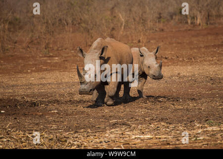 Una coppia di rinoceronte bianco Ceratotherium simum o quadrato rinoceronte a labbro sul Zimanga riserva privata in Sud Africa Foto Stock