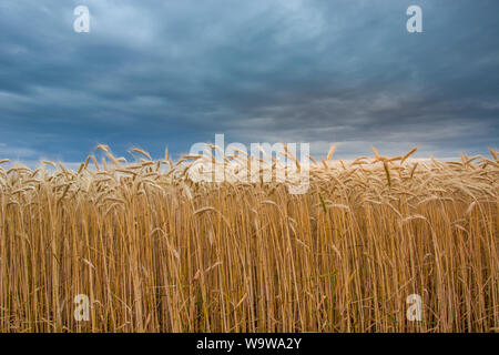 Triticale campo e scure nuvole di pioggia. Czulczyce, Polonia Foto Stock