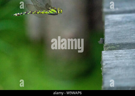 Southern hawker (Aeshna cyanea) in volo Foto Stock