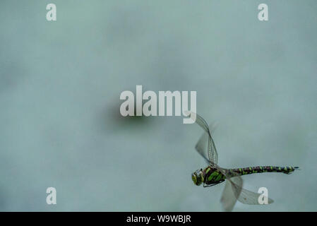 Southern hawker (Aeshna cyanea) in volo Foto Stock