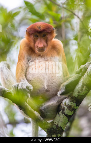 Un elemento a proboscide monkey posatoi su un albero vicino a Bako National Park, Borneo Malese. Foto Stock