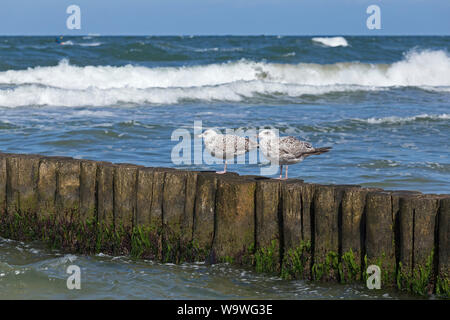 I giovani gabbiani reali (Larus argentatus) seduti su un groyne, Wustrow, Meclemburgo-Pomerania Occidentale, Germania Foto Stock