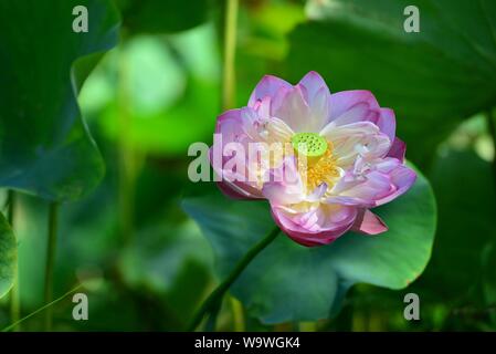 Di un bel colore rosa sacro fiore di loto stretching per la luce del sole circondato da lussureggiante fogliame verde Foto Stock