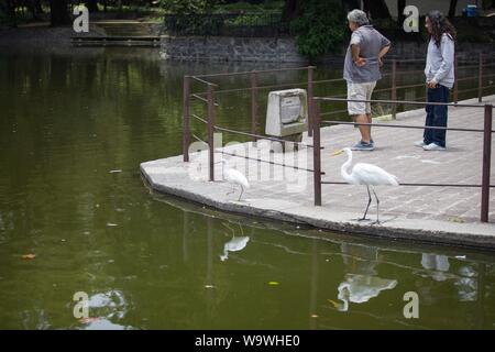 Mexiko Stadt, Messico. Il 15 agosto, 2019. Le persone sono in piedi sulla riva di un lago in 'Chapultepec Forest". Nel 2019, il mondo parchi urbani organizzazione denominata questo parco più grandi città internazionali Park. I sette chilometri quadrati della "Foresta di Chapultepec' sono un polmone verde per milioni di abitanti di uno di America la più grande metropoli, l'organizzazione ha scritto. Credito: Carlos Ogaz/dpa/Alamy Live News Foto Stock