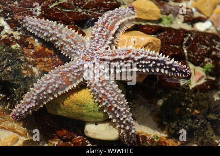 Spinoso pesce a stella o stella di mare Nome scientifico Marthasterias glacialis in teste Knsyna Sud Africa Foto Stock