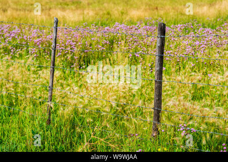 Filo spinato ranch recinzione; ondulata leafed-Thistle; Cirsium undulatum; Asteraceae; famiglia girasole; central Colorado; USA Foto Stock