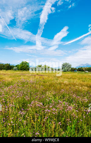 Jet contrails nel cielo blu; ondulata leafed-Thistle; Cirsium undulatum; Asteraceae; famiglia girasole; central Colorado ranch; USA Foto Stock