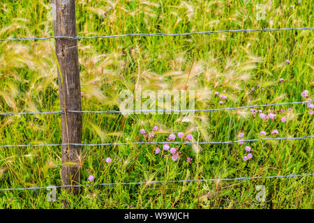 Filo spinato ranch recinzione; ondulata leafed-Thistle; Cirsium undulatum; Asteraceae; famiglia girasole; central Colorado; USA Foto Stock