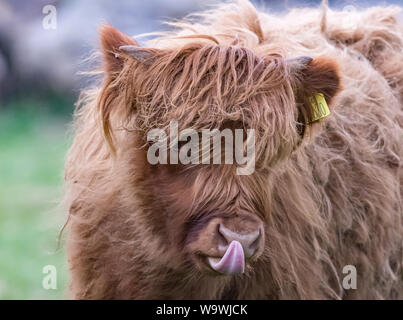 Close up ritratto di una giovane Highland mucca vitello si attacca la lingua fuori e lecca il suo naso, con targhetta gialla nel suo orecchio. Foto Stock