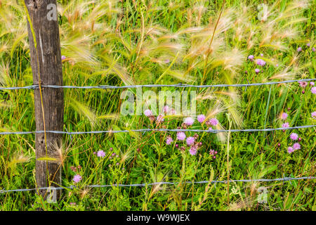 Filo spinato ranch recinzione; ondulata leafed-Thistle; Cirsium undulatum; Asteraceae; famiglia girasole; central Colorado; USA Foto Stock