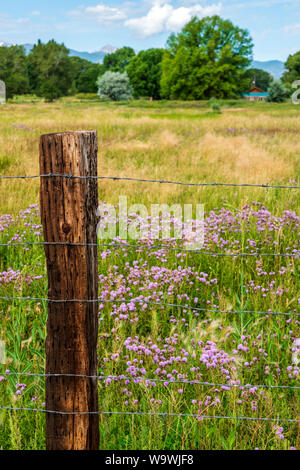 Filo spinato ranch recinzione; ondulata leafed-Thistle; Cirsium undulatum; Asteraceae; famiglia girasole; central Colorado; USA Foto Stock