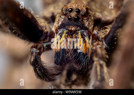 Ritratto frontale di un vagare Enoploctenus spidre dalla foresta atlantica del Brasile, mostra la faccia di ragno in dettagli Foto Stock