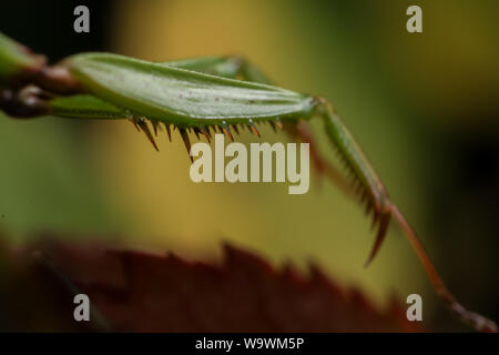 Dettagli di un verde mantide religiosa (Oxyopsis media) raptorial gambe Foto Stock