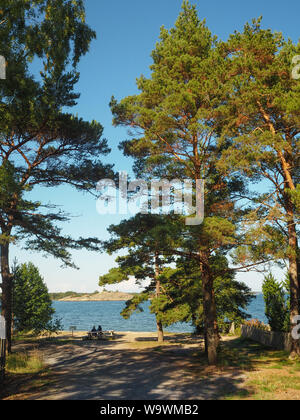 Giovane su un banco di lavoro tra gli alti alberi su Sandhamn Isola nell'arcipelago di Stoccolma a guardare fuori per il Mar Baltico Foto Stock