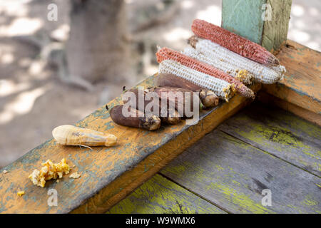 Close up Urucuri frutti di palma, con o senza corteccia, su tavola in legno rustico verniciato di verde. Molto nutriente per le persone e per gli animali di amazon. Foto Stock