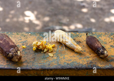 Close up Urucuri frutti di palma, con o senza corteccia, su tavola in legno rustico verniciato di verde. Molto nutriente per le persone e per gli animali di amazon. Foto Stock