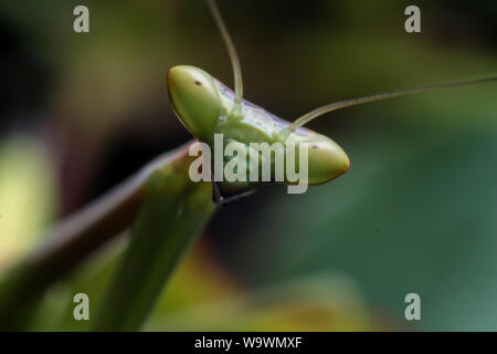 Dettagli di un verde mantide religiosa (Oxyopsis media), il ritratto di testa Foto Stock