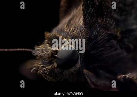 Macro estreme di una falena testa, che mostra le scale di insetti in dettaglio (Lepidoptera) Foto Stock