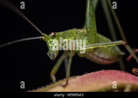 Verde ninfa katydid su una rosa in un giardino di close-up di insetto Foto Stock