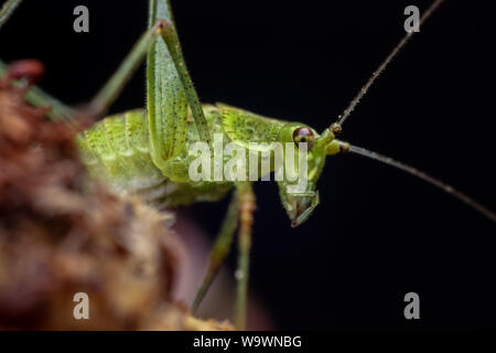 Verde ninfa katydid su una rosa in un giardino di close-up di insetto Foto Stock