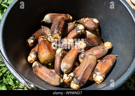 Close up Urucuri di frutti di palma all'interno della benna nero. Molto nutriente, essi sono utilizzati per l' alimentazione degli animali della foresta e anche di persone. Foto Stock