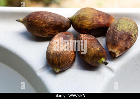 Close-up di Urucuri frutti di palma isolata su sfondo chiaro. Molto nutriente, essi sono usati come cibo per le persone e per gli animali nella foresta amazzonica. Foto Stock