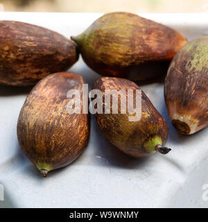 Close-up di Urucuri frutti di palma isolata su sfondo chiaro. Molto nutriente, essi sono usati come cibo per le persone e per gli animali nella foresta amazzonica. Foto Stock